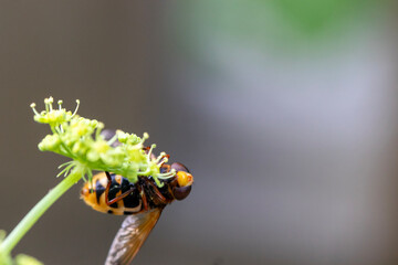 Bee on wildflower, isolated from background. Macro close-up.
