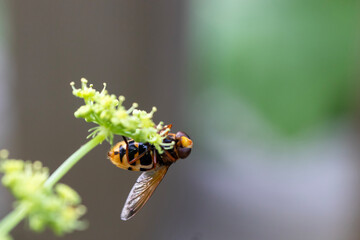 Bee on wildflower, isolated from background. Macro close-up.