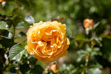 Golden yellow rose blooming in spring sunlight with partially shaded leaves and surrounding foliage