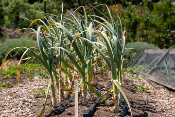 Row of mature garlic plants growing in full sun with browning lower leaves, captured in a farm garden plot