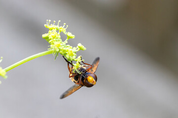 Bee on wildflower, isolated from background. Macro close-up.