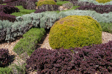Rounded bushes and groundcover plants in a spring botanical garden arranged in layered colorful sections