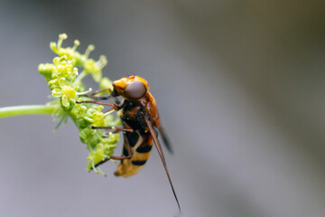 Bee on wildflower, isolated from background. Macro close-up.