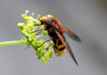 Bee on wildflower, isolated from background. Macro close-up.