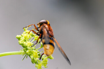 Bee on wildflower, isolated from background. Macro close-up.
