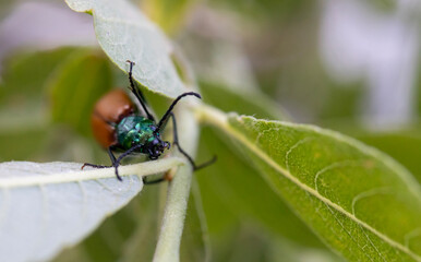 Lytta suturella beetle, macro close-up. Brown and copper-winged insect. Common in nature