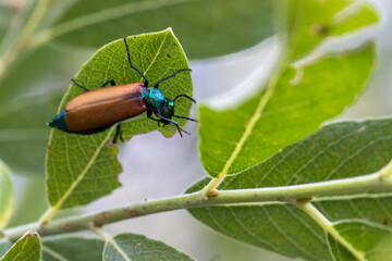 Lytta suturella beetle, macro close-up. Brown and copper-winged insect. Common in nature