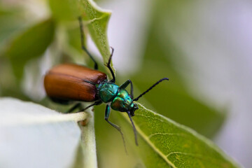 Lytta suturella beetle, macro close-up. Brown and copper-winged insect. Common in nature