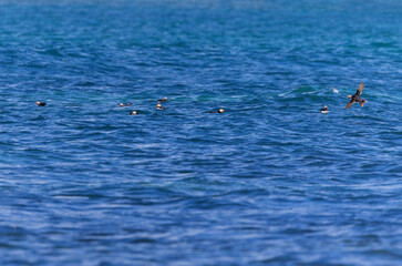 Atlantic Puffin birds swimming in the sea or ocean. Cute seabirds 