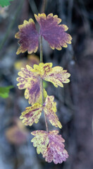 Yellowing tree leaves, autumn seasonal colors. Macro.