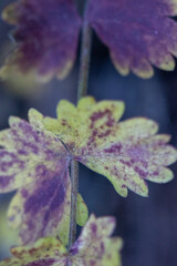 Leaves of herbaceous plant, macro close-up. Geometric texture, background.