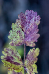 Leaves of herbaceous plant, macro close-up. Geometric texture, background.