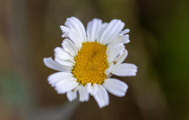 A daisy flower, macro close-up. Isolated from the background.