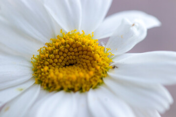 A daisy flower, macro close-up. Isolated from the background.
