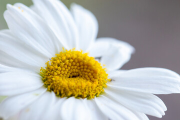 A daisy flower, macro close-up. Isolated from the background.