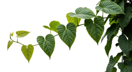 Vining green heart shaped leaves against a dark background
