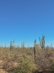 Saguaro cactus forest landscape in Saguaro National Park, Arizona