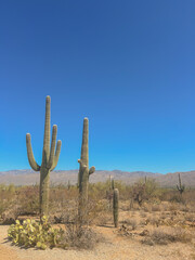 Saguaro cacti in desert landscape in Saguaro National Park, Arizona
