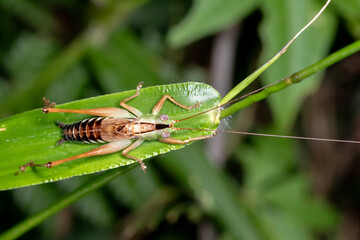 Katydid Perched on Green Leaf with Long Antennae