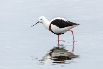 Australian Wading Bird with Red Legs and Black Wings in Shallow Water