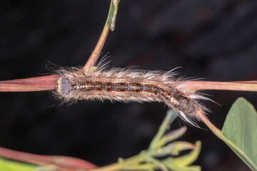 Caterpillar with Long Hairs and Striped Body