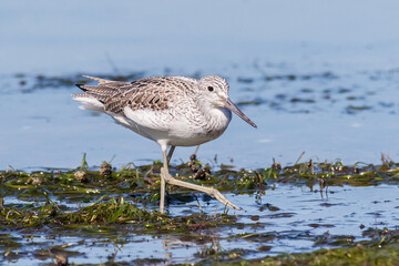 Close-Up of Greenshank Searching for Food Along the Coast