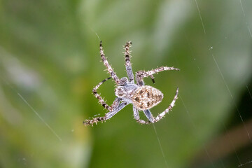 Spiny-Legged Spider Hanging in Mid-Air