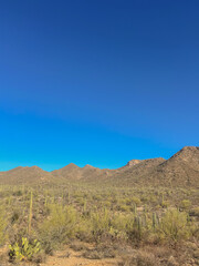 Saguaro cacti covering hillside in Saguaro National Park, Arizona