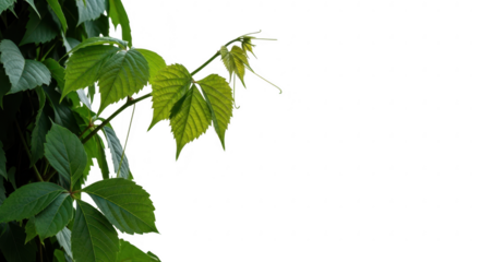 Vibrant green leaves against a stark black background