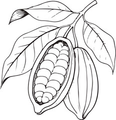 Cacao Pod and Beans Sketch

