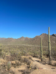 Saguaro cacti along desert trail in Saguaro National Park, Arizona