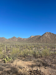 Saguaro cacti covering hillside in Saguaro National Park, Arizona