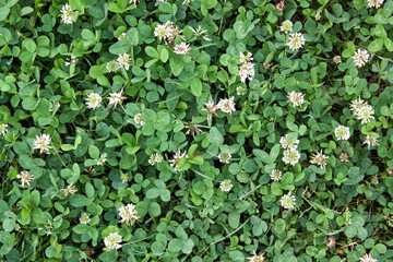 green clover leaf background. Trifolium