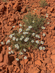 White desert daisies growing on red rocks in Sedona, Arizona