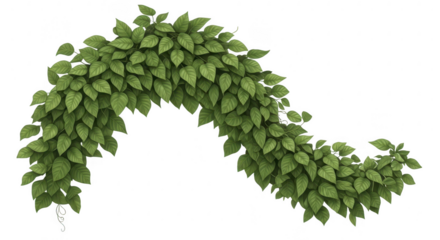 Green leafy vine arching against a black background