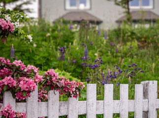 Trinity, NL house with picket fence, flowers, and flowering crabapple tree
