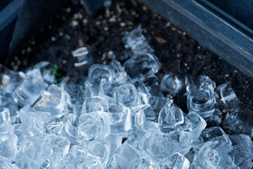Ice cubes from a restaurant were shaken in a flowerpot to water and cool the soil and melting