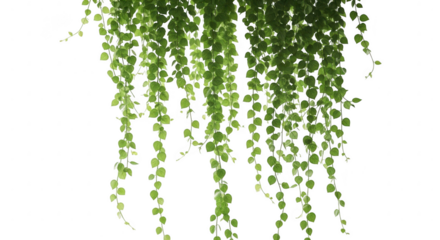 Lush green hanging vines cascade against a dark background