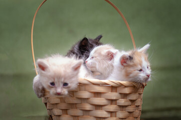 Basket of fluffy kittens with focus on the center one. Shallow DOF, natural outdoor light, soft bokeh.