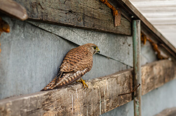 A common kestrel (Falco tinnunculus) perched on rough wooden planks in an old greenhouse. Soft bokeh background with concrete wall. Captured with Nikon 50mm f 2,5 lens, shallow depth of field.