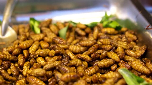 mealworms , meal worms , superworm isolated larva, larvae Stages of the meal worm life cycle of a mealworm, super worm , superworms, super worms.insects, insect, bugs, bug, animals, animal
