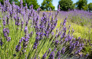 Obraz premium Close-up of Lavender Field on a Farm