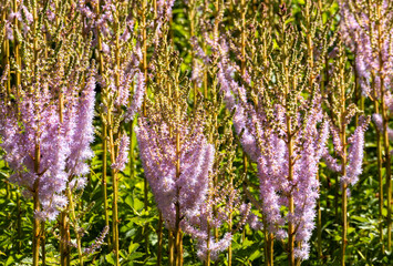 Close-up of Pink False Goat's Beard Flowers in a Garden