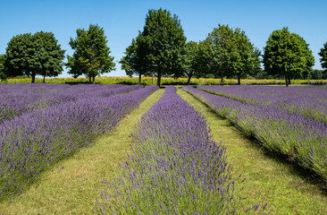  French Lavender Field Farm