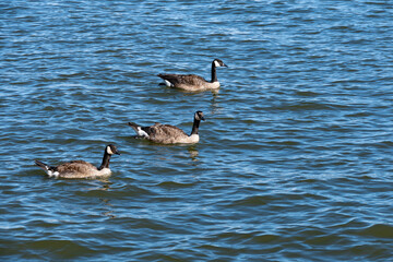 Three Canada Geese Floating on Lake Erie Ontario