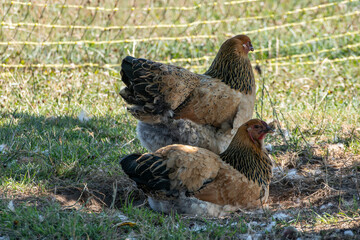 Two Free-Range Chickens Resting Under a Tree on a Farm