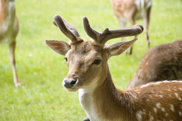 Damhirsch (Dama dama)