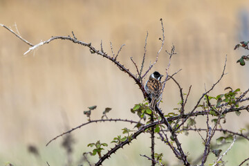 Male Reed Bunting (Emberiza schoeniclus) on Bull Island, Ireland – wetlands, reedbeds, marshes