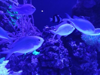 Fishes in side an aquarium