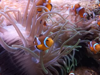 clown fish in aquarium